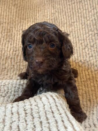 F1 Chocolate Cockapoo puppies - Ready 9th August for sale in Leeds, West Yorkshire - Image 4