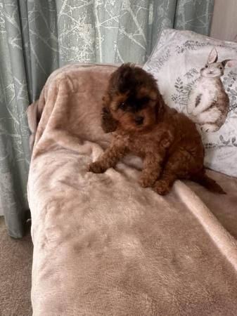 F1 Cockapoo 1 girl left ready now for sale in Worksop, Nottinghamshire - Image 1