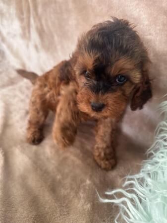 F1 Cockapoo 1 girl left ready now for sale in Worksop, Nottinghamshire - Image 3