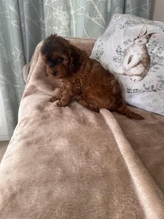 F1 Cockapoo 1 girl left ready now for sale in Worksop, Nottinghamshire - Image 4