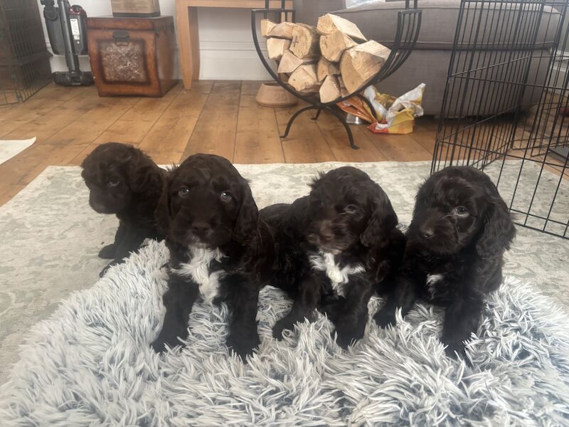 F1 cockapoo for sale in West Kirby, Merseyside