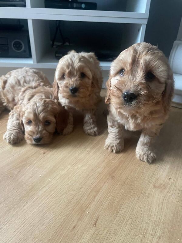 F1 Cockapoo for sale in Newry, County Armagh