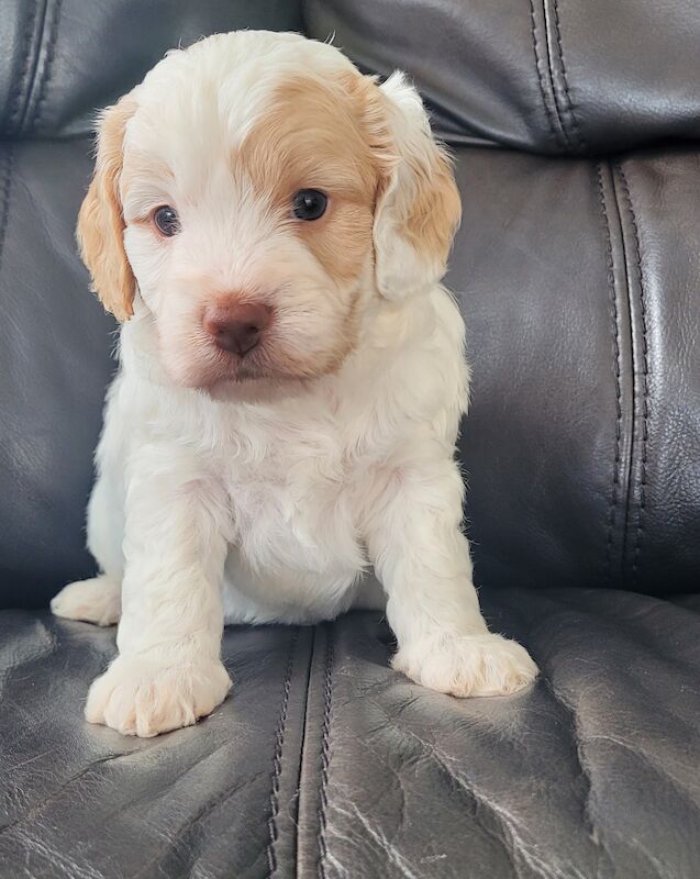 Female cockapoo puppies cheap for sale