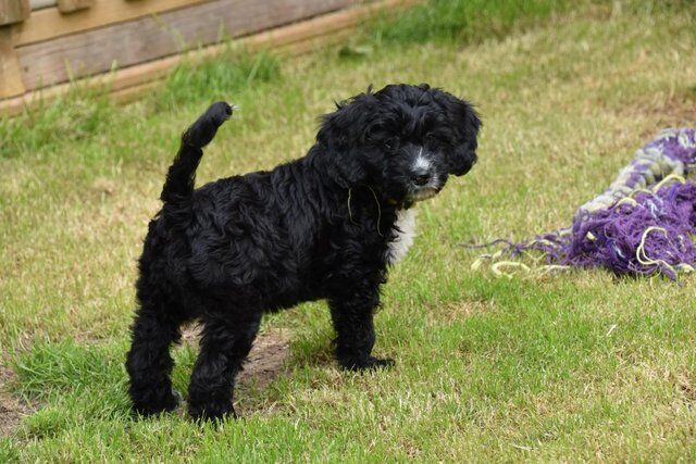 F1 Cockapoo Female Puppies Ready Now. for sale in Skegness, Lincolnshire