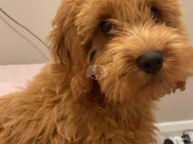 F1 cockapoo girl golden for sale in Doncaster, South Yorkshire - Image 1