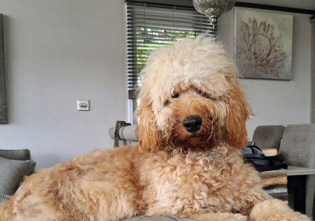 F1 Cockapoo for sale in Poulton-Le-Fylde, Lancashire