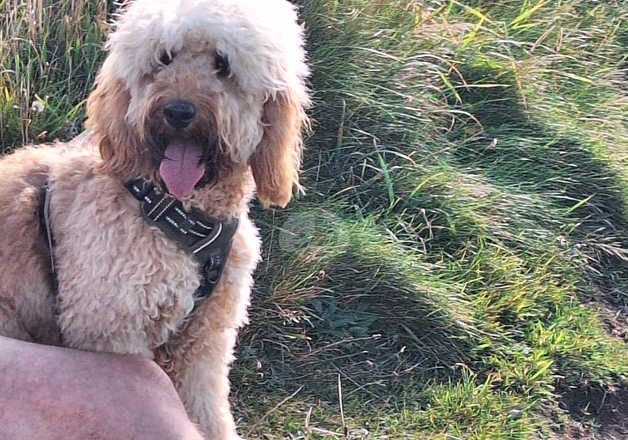 Cockapoo Puppies for sale in Lancashire