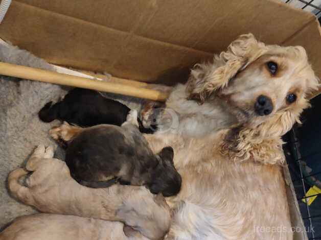 F1 Cockapoo males for sale in Oakham, Rutland