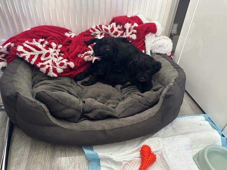 F1 Cockapoo Puppies for sale in Newmilns, Ayrshire and Arran