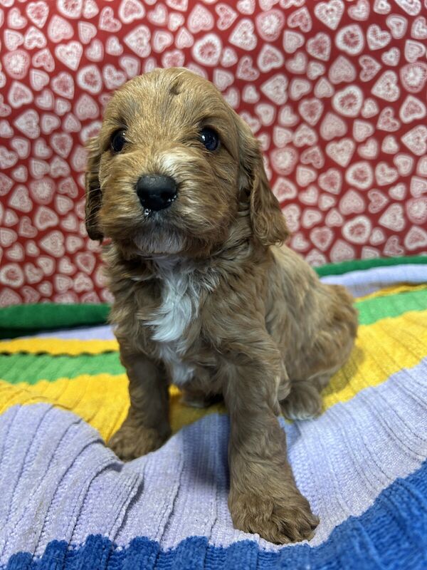 F1 cockapoo puppies for sale in Carmarthen / Caerfyrddin, Dyfed