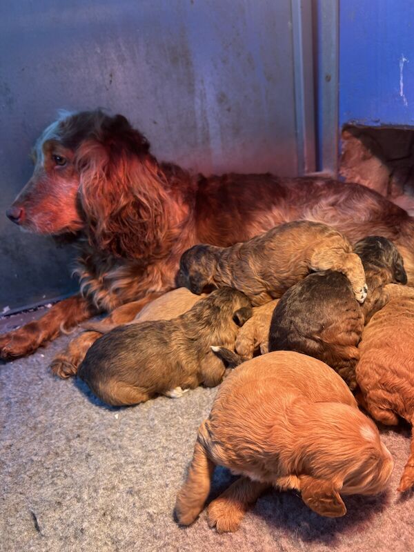 F1 cockapoo puppies for sale in Carmarthen / Caerfyrddin, Dyfed - Image 2