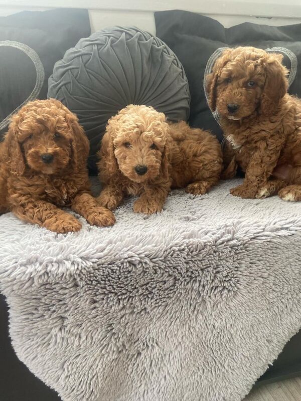 F1 cockapoo puppies for sale in Polmont, Stirling and Falkirk