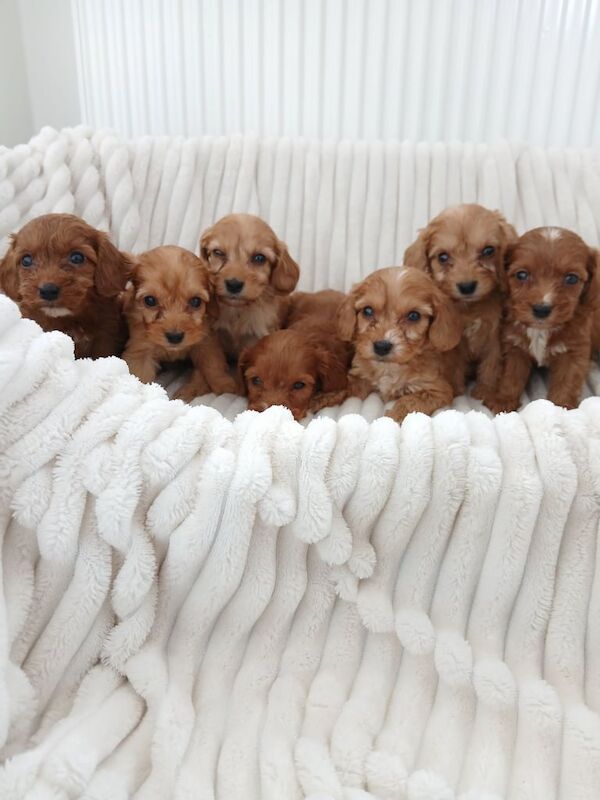 F1 cockapoo puppies for sale in Basildon, Essex - Image 1