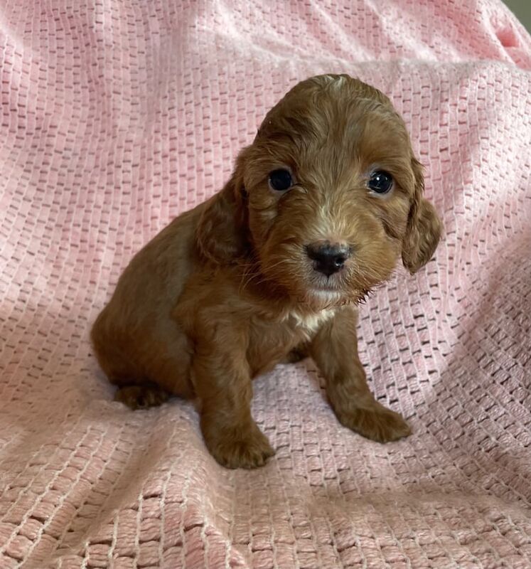 F1 cockapoo puppies for sale in Cheddar, Somerset - Image 1