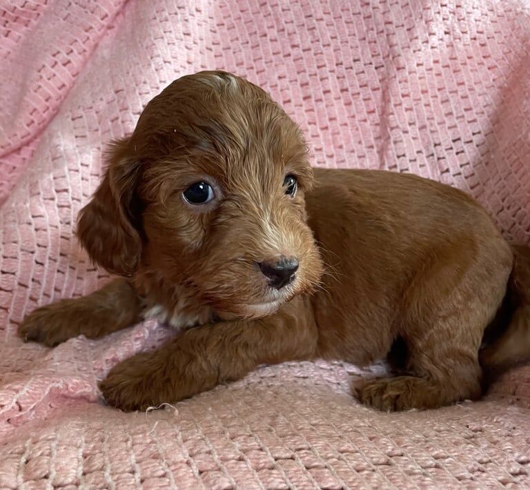 F1 cockapoo puppies for sale in Cheddar, Somerset - Image 2