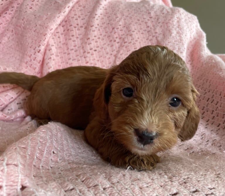 F1 cockapoo puppies for sale in Cheddar, Somerset - Image 3