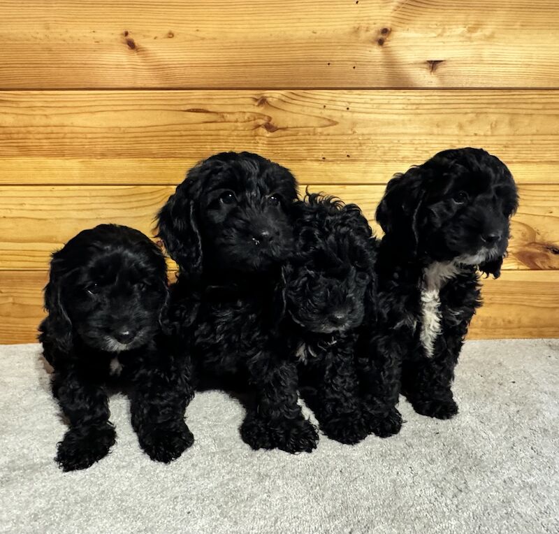 F1 cockapoo puppies for sale in Maidenhead, Berkshire - Image 2