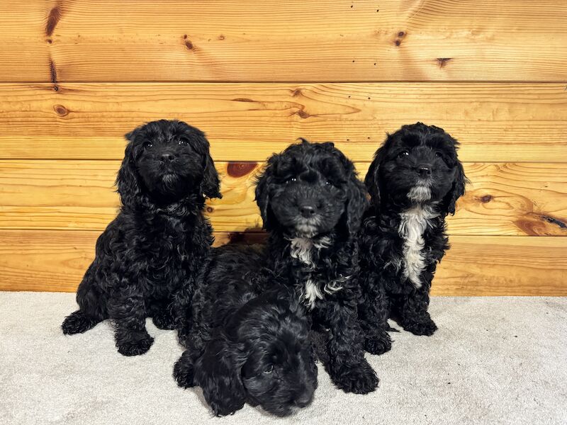 Cockapoo Puppies for sale in Berkshire