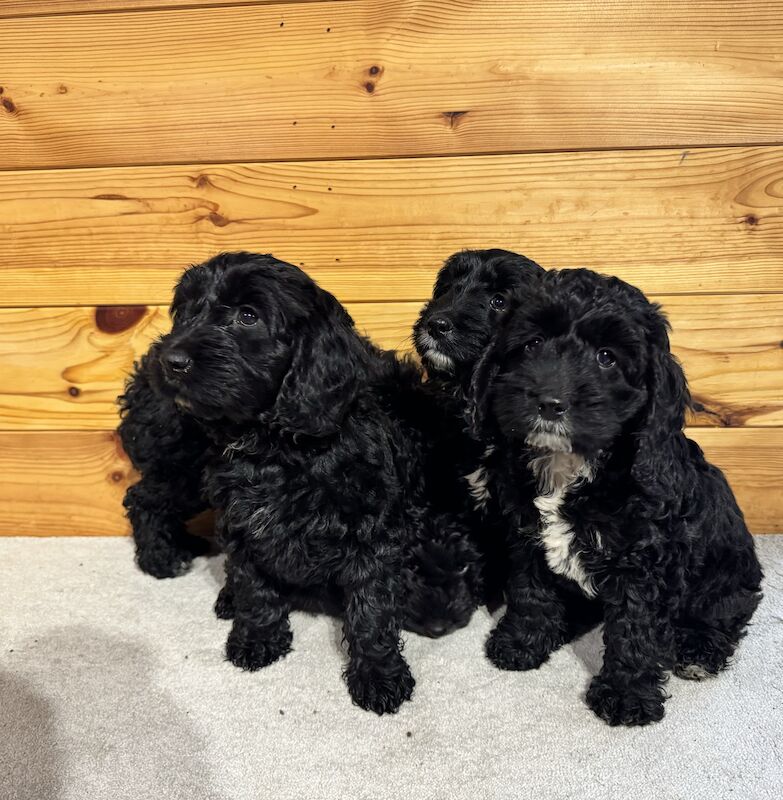 F1 cockapoo puppies for sale in Maidenhead, Berkshire - Image 4