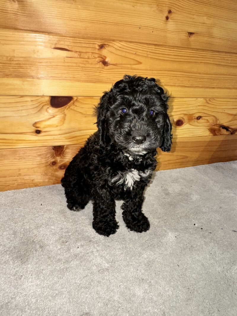 F1 cockapoo puppies for sale in Maidenhead, Berkshire - Image 6