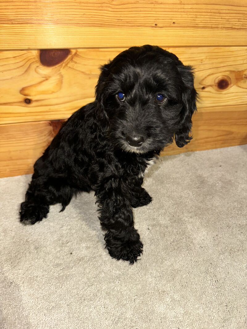 F1 cockapoo puppies for sale in Maidenhead, Berkshire - Image 7