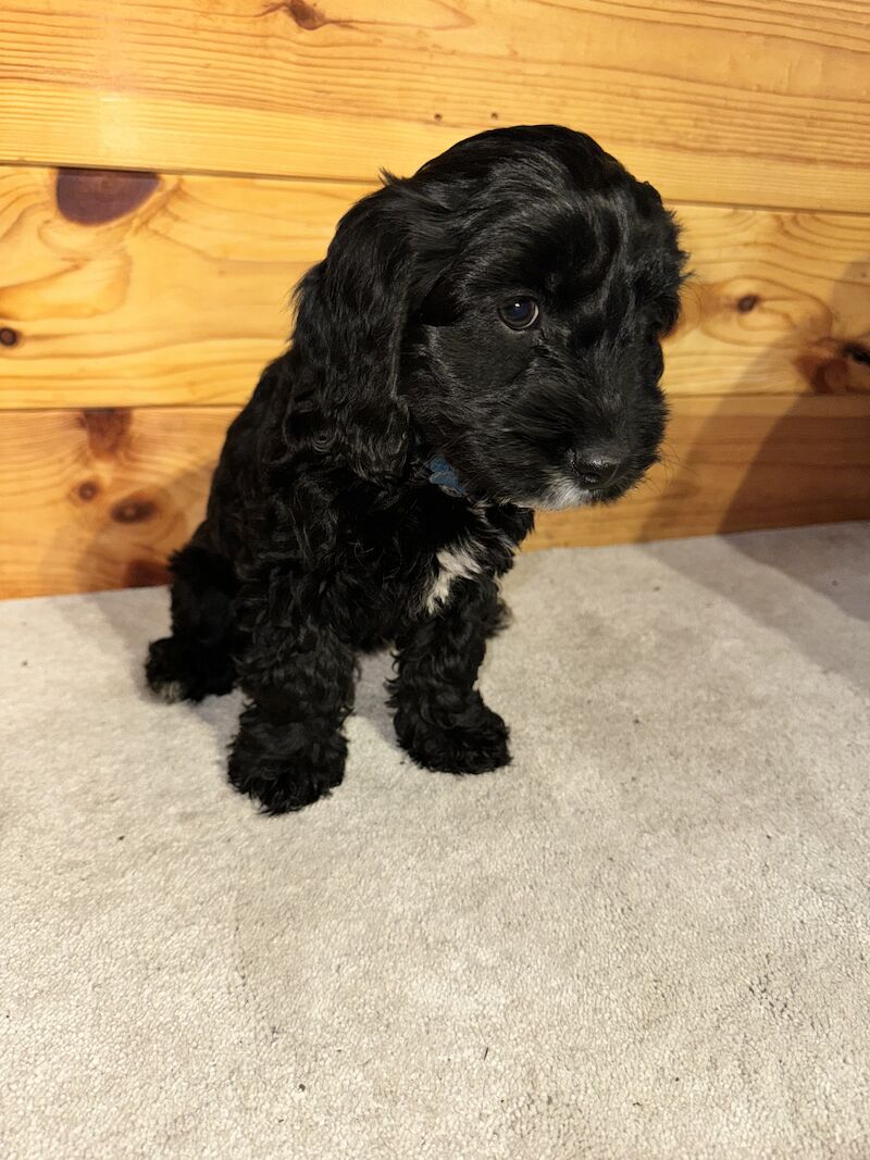 F1 cockapoo puppies for sale in Maidenhead, Berkshire - Image 8