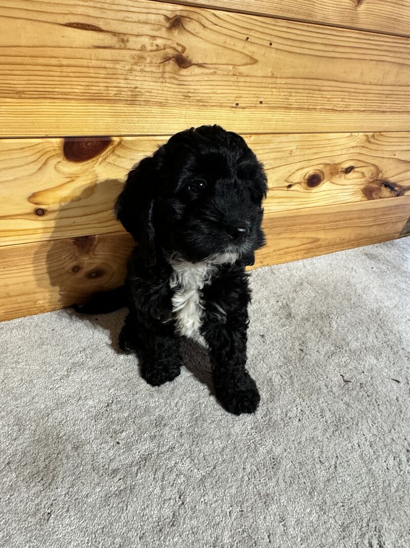 F1 cockapoo puppies for sale in Maidenhead, Berkshire - Image 11