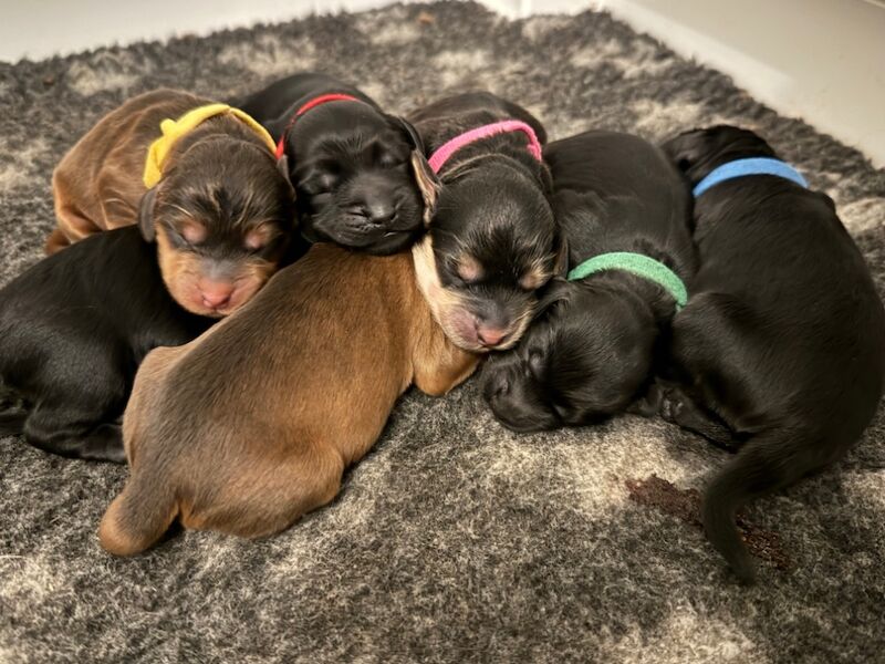 F1 Cockapoo puppies for sale in Ipswich, Suffolk - Image 8