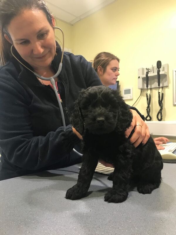 F1 Cockapoo puppies for sale in Ipswich, Suffolk