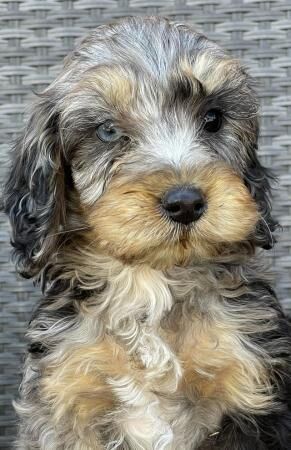 F1 Cockapoo puppies boys and girls for sale in Washingborough, Lincolnshire