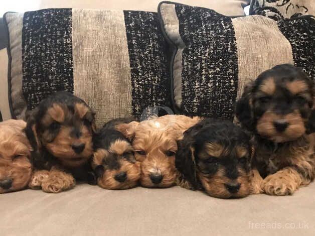 F1 COCKAPOO PUPPIES FROM 5* LICENSED BREEDER for sale in Scunthorpe, Lincolnshire - Image 1