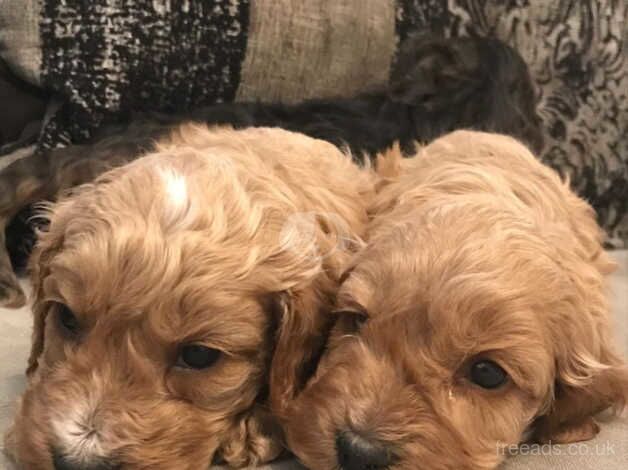 F1 COCKAPOO PUPPIES FROM 5* LICENSED BREEDER for sale in Scunthorpe, Lincolnshire - Image 2