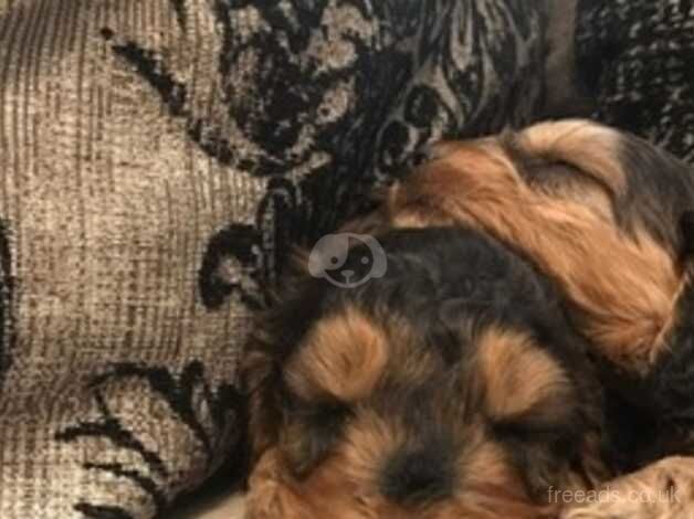 F1 COCKAPOO PUPPIES FROM 5* LICENSED BREEDER for sale in Scunthorpe, Lincolnshire - Image 3