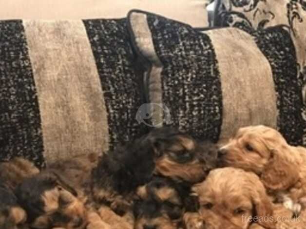 F1 COCKAPOO PUPPIES FROM 5* LICENSED BREEDER for sale in Scunthorpe, Lincolnshire - Image 4