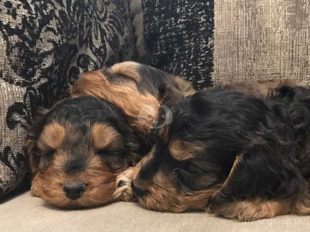 F1 COCKAPOO PUPPIES FROM 5* LICENSED BREEDER for sale in Scunthorpe, Lincolnshire - Image 5