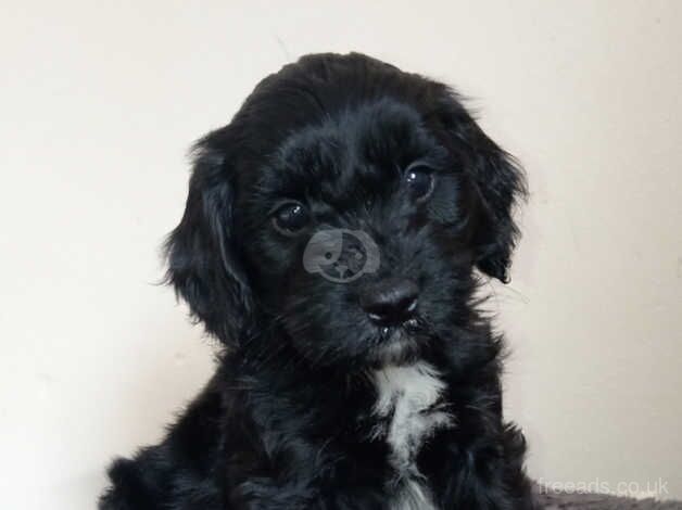 F1 cockapoo puppies for sale in Bishop Auckland, County Durham - Image 1