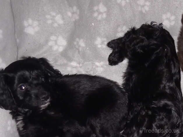 F1 cockapoo puppies for sale in Bishop Auckland, County Durham - Image 2