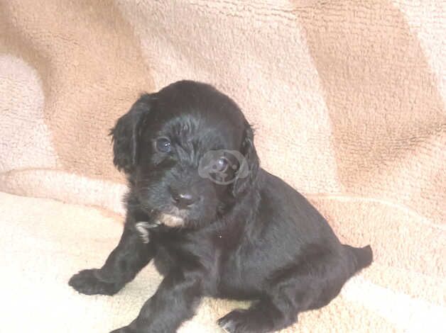 F1 cockapoo puppies for sale in Bishop Auckland, County Durham - Image 3