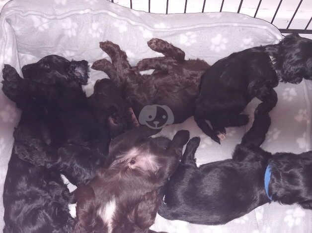 F1 cockapoo puppies for sale in Bishop Auckland, County Durham - Image 4