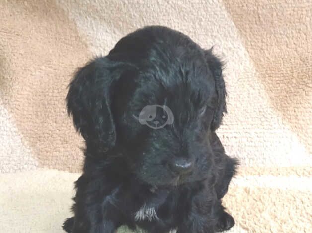 F1 cockapoo puppies for sale in Bishop Auckland, County Durham - Image 5