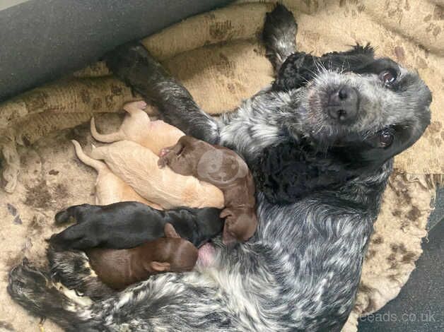 F1 cockapoo puppies for sale in Portsmouth, Hampshire