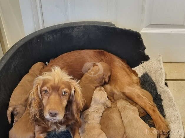 F1 cockapoo puppies for sale in Christchurch, Dorset - Image 1