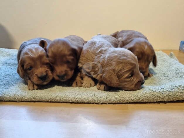 F1 cockapoo puppies for sale in Christchurch, Dorset - Image 2