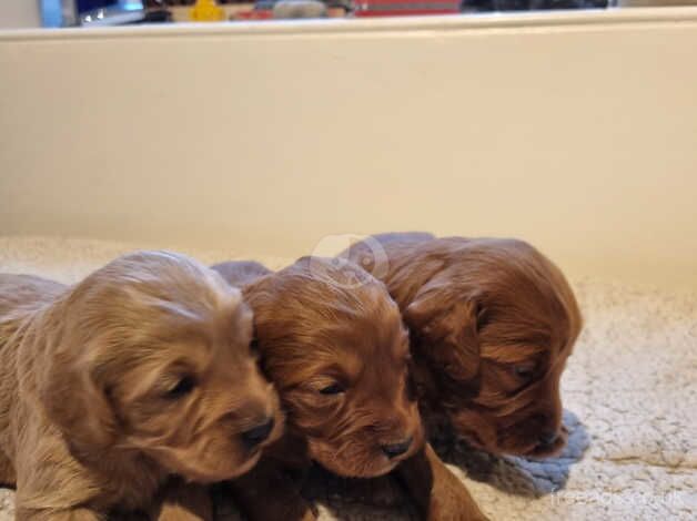 F1 cockapoo puppies for sale in Christchurch, Dorset - Image 3