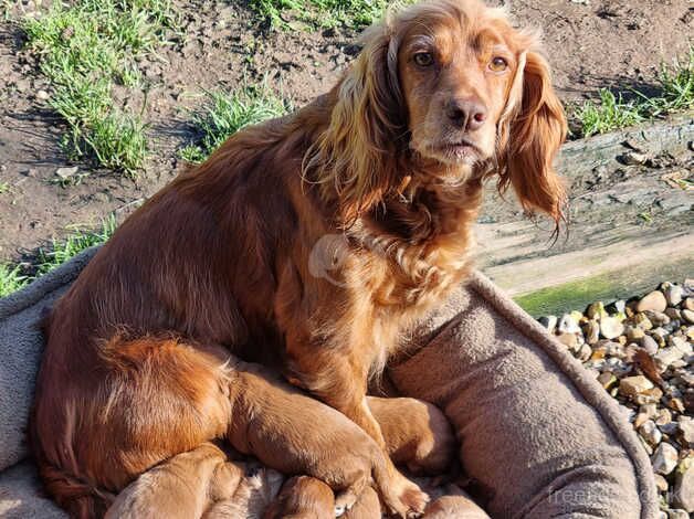 F1 cockapoo puppies for sale in Christchurch, Dorset - Image 4