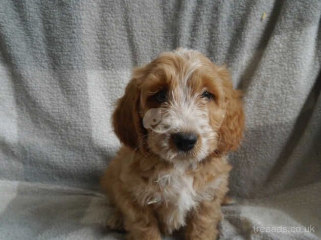 F1 Cockapoo Puppies for sale in Saltburn By The Sea, North Yorkshire