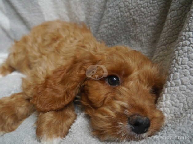 F1 Cockapoo Puppies for sale in Saltburn By The Sea, North Yorkshire - Image 2