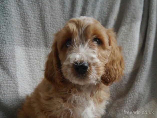 F1 Cockapoo Puppies for sale in Saltburn By The Sea, North Yorkshire - Image 3