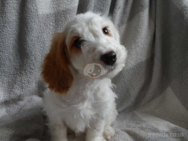 F1 Cockapoo Puppies for sale in Saltburn By The Sea, North Yorkshire - Image 5