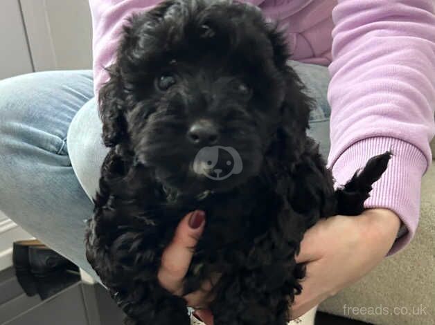 F1 Cockapoo puppies for sale in Warrington, Cheshire - Image 1